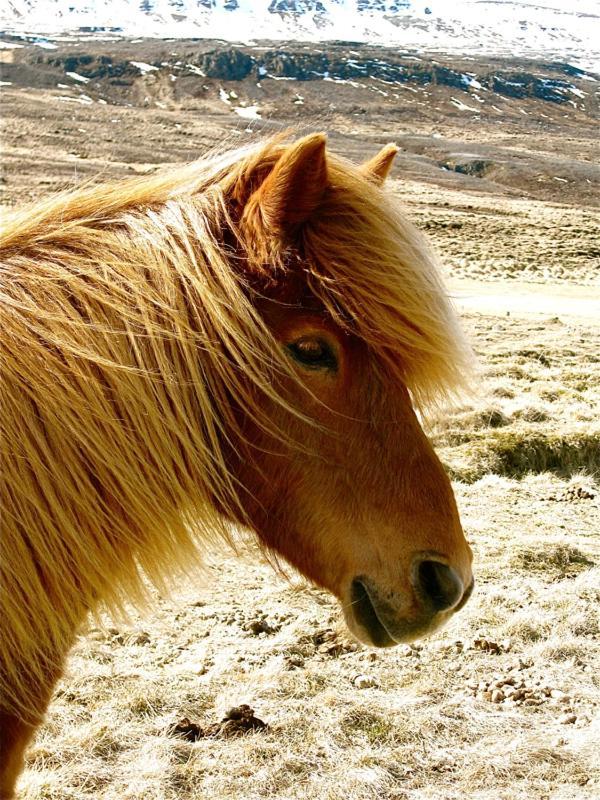 Solvanes Farmholidays Varmahlíð Exteriör bild